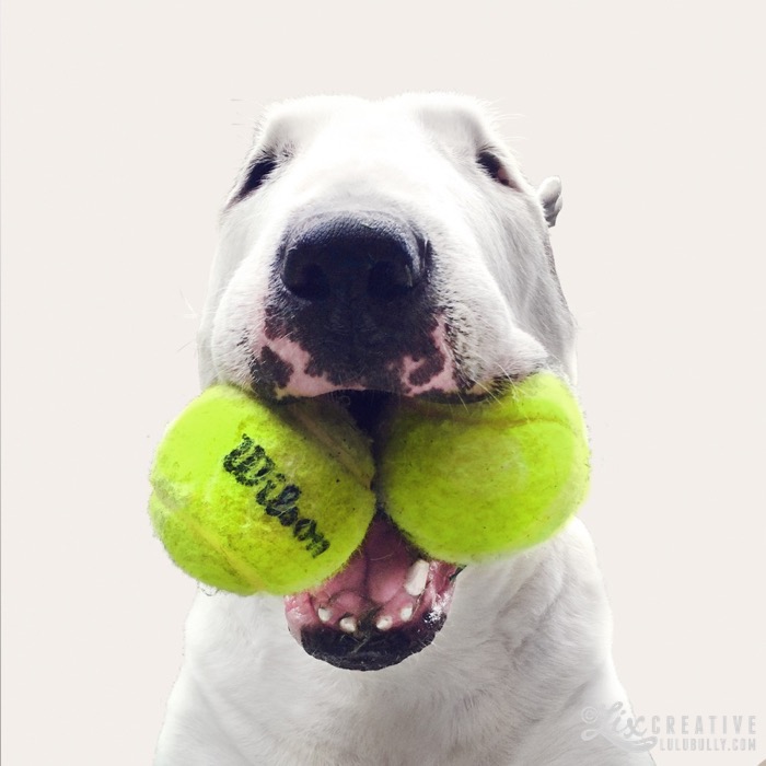 Buttface double Terence