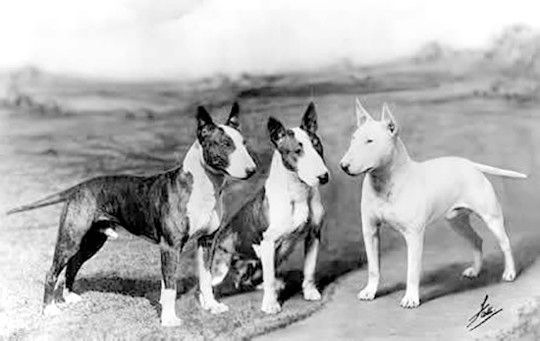 Coloured Bull Terriers, 1936