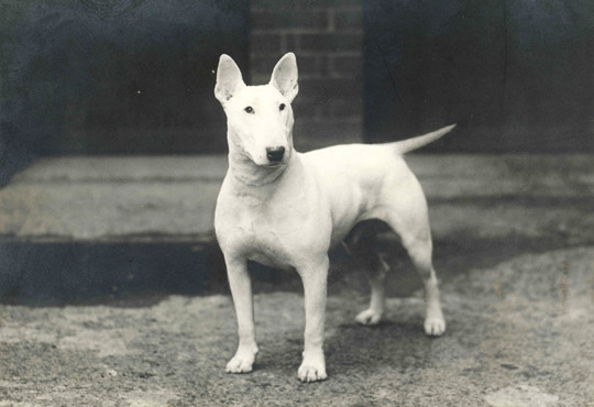 English Champion NumSkull, 1930