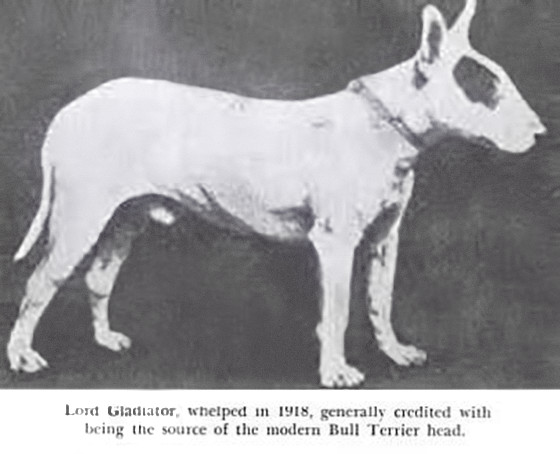 Lord Gladiator - early Bull Terrier