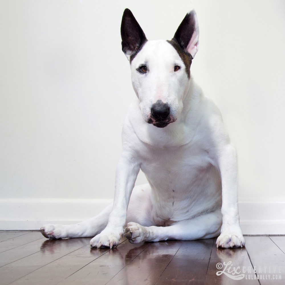 Lulu 2015 9413 sitting crop