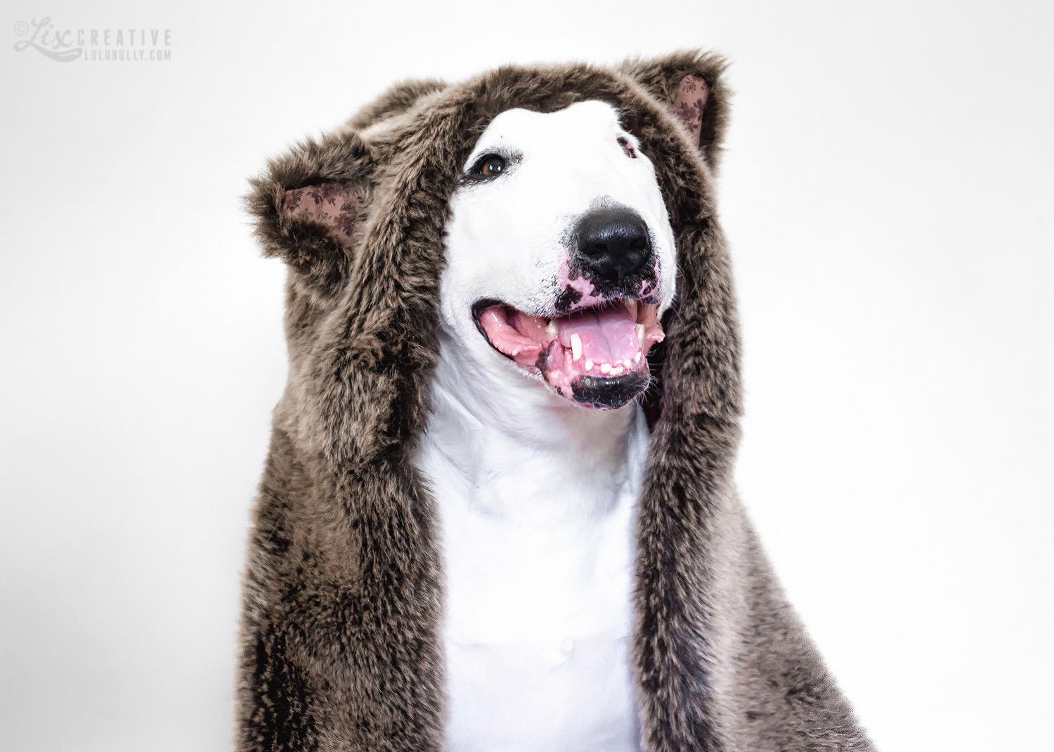 LuluBully BearTerrier 2015 7643 1500px