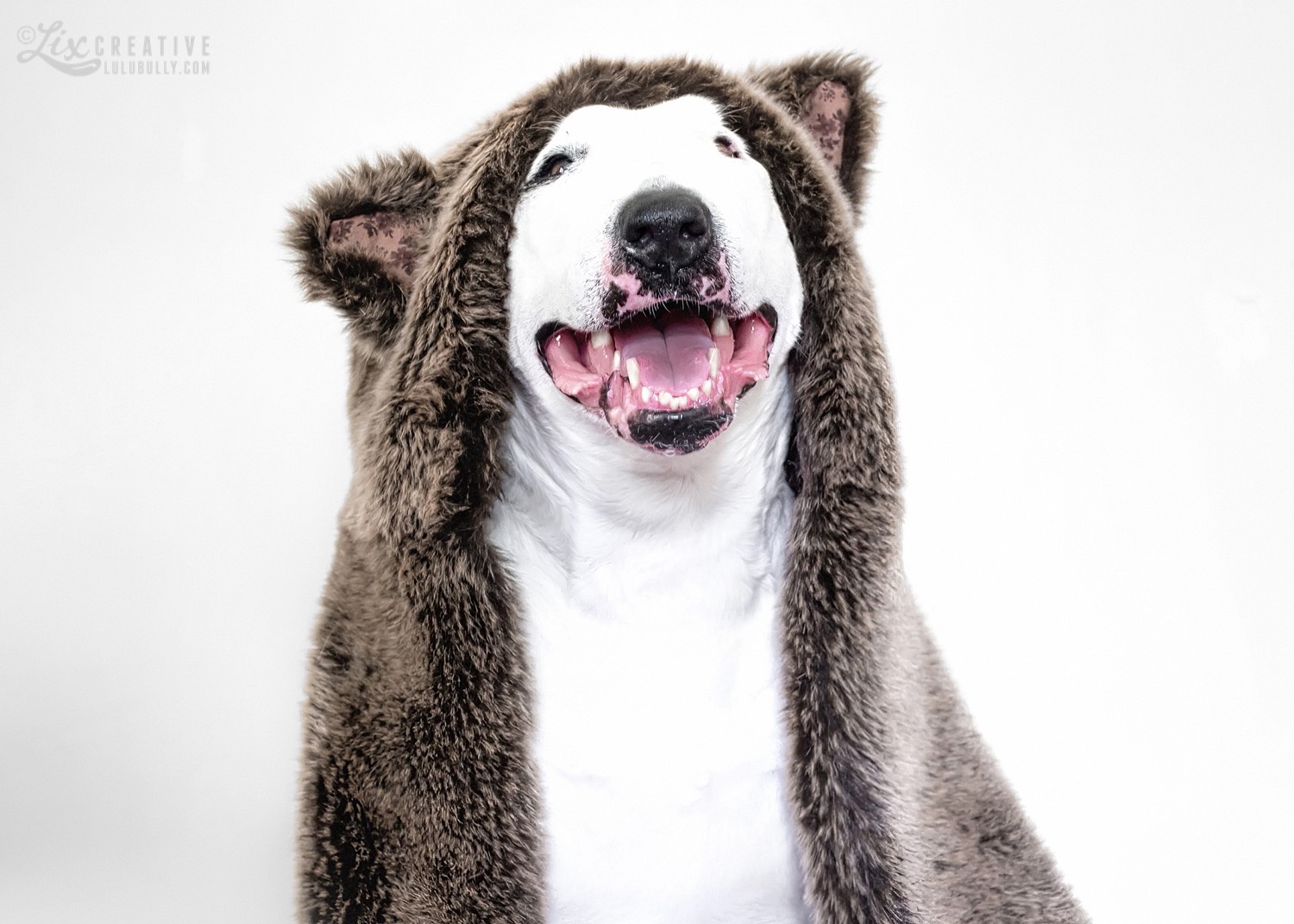LuluBully BearTerrier 2015 7645 1500px