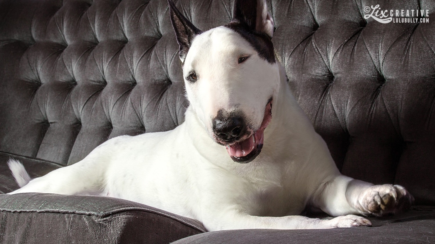 LuluBully Couch Potato 9059 1500px