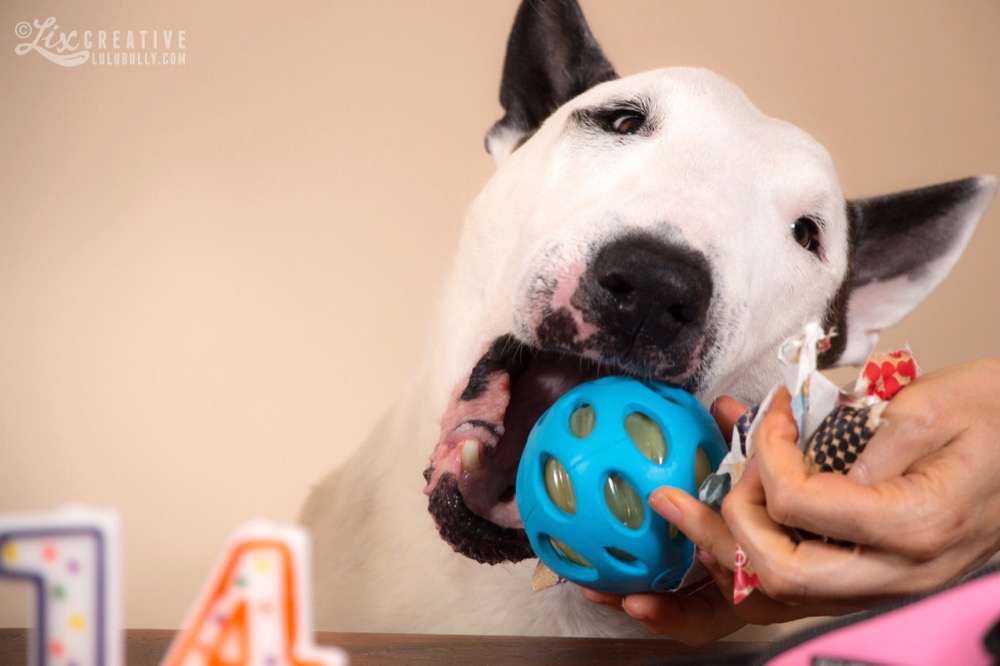 Lulu 14th Birthday 0974 Watermarked 1