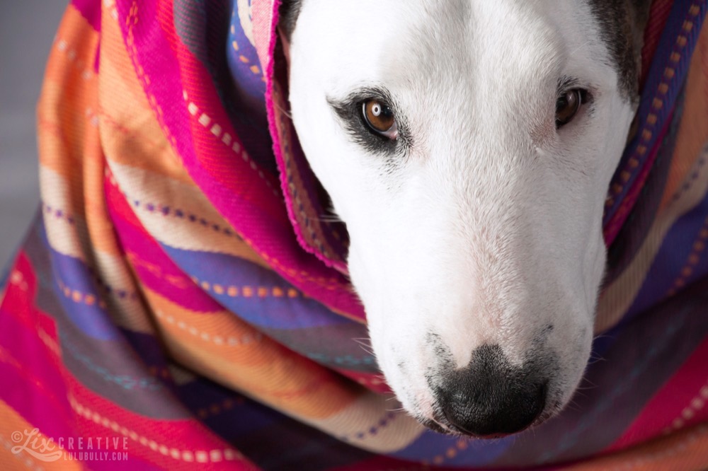 Lulu Beauty Dish 2015 7710