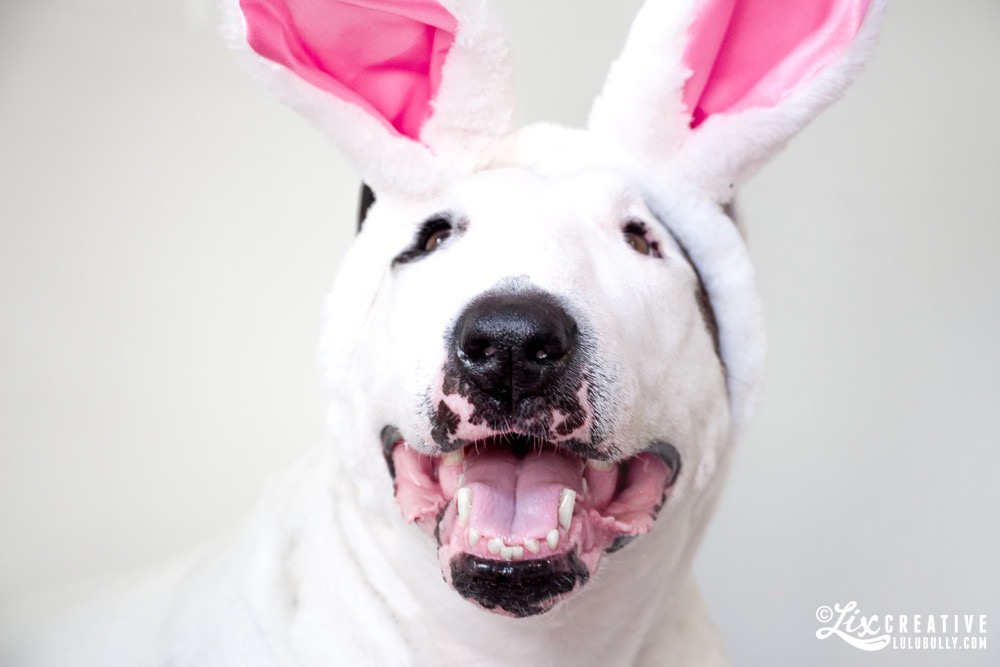 Lulu Bunny March2015 8459