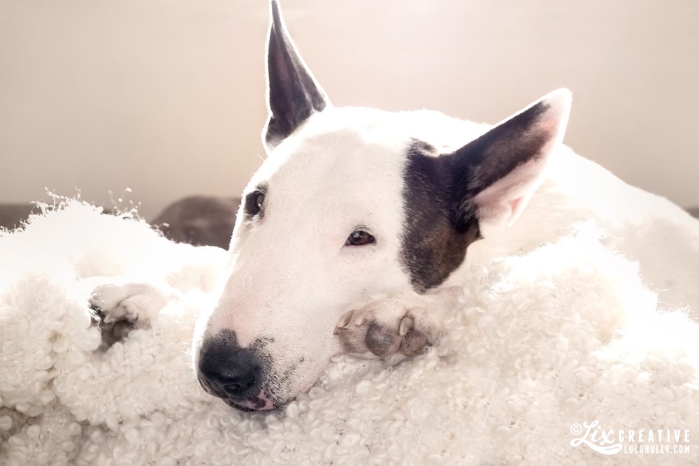 Lulu GoldenHour 9308 1000px