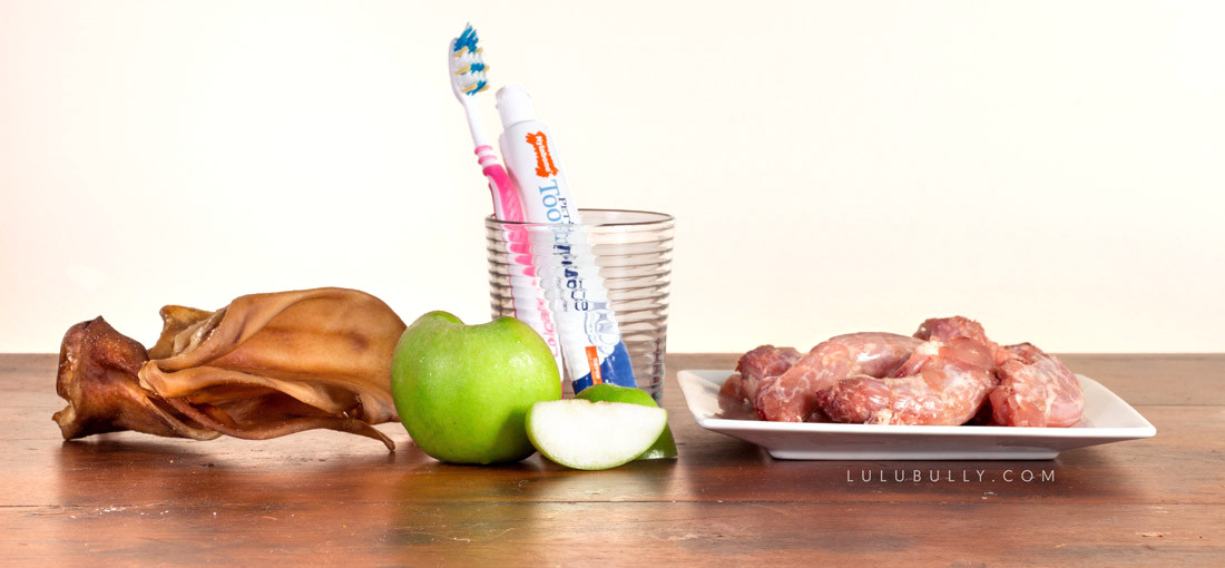 Terrific teefs - dental health for bull terriers