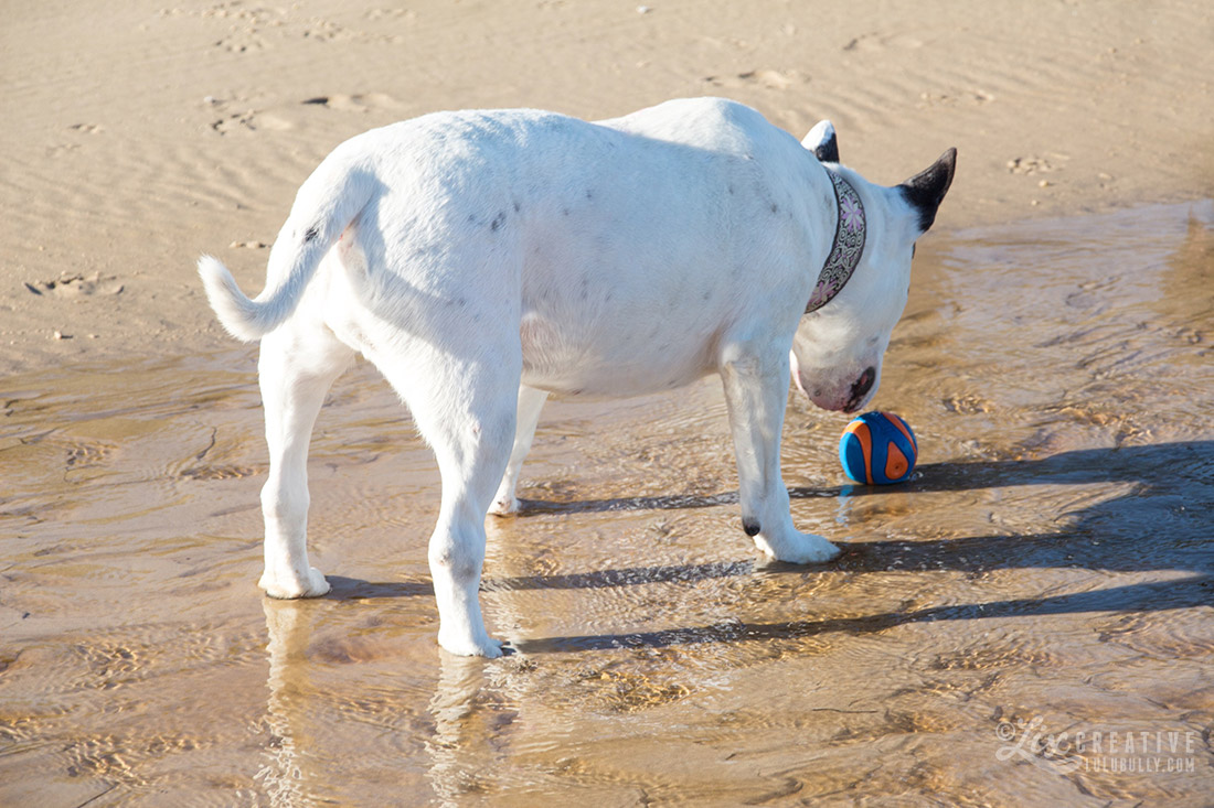 Lulu Sufi Beach 2015 6753 1100px WM