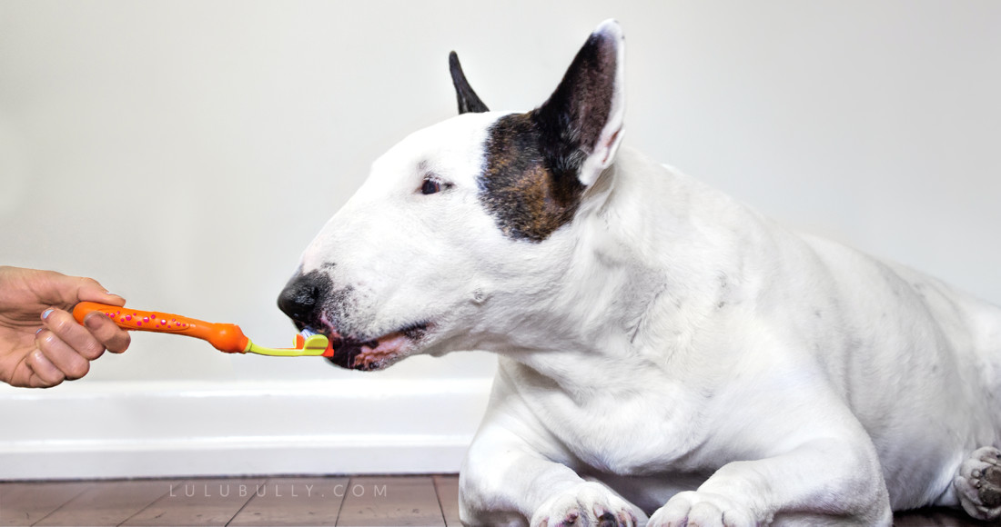 Toothbrush and dental care for Lulu