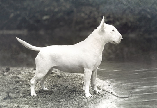 Modern Bull Terrier breed standard