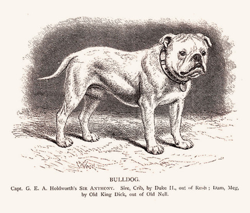 Olde English Bulldog - Sir Antony