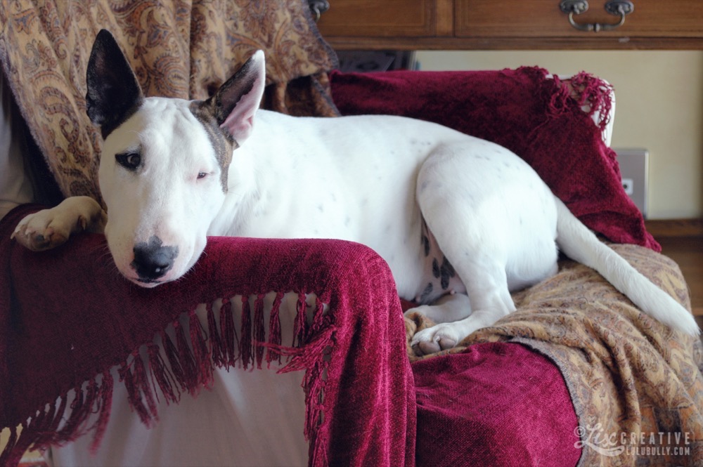 Puppy The Chair Jan30 2004 05b