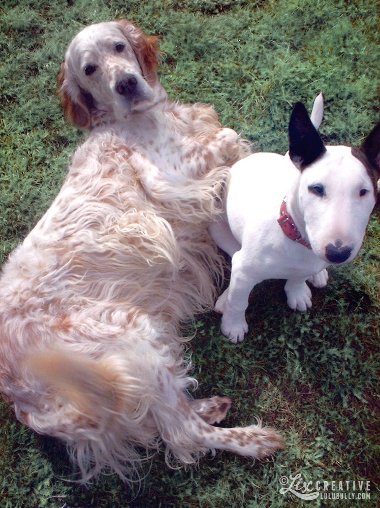 Puppy chauce vana 1 2003