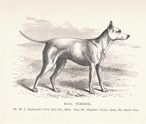 Puss - the first recognised Bull Terrier