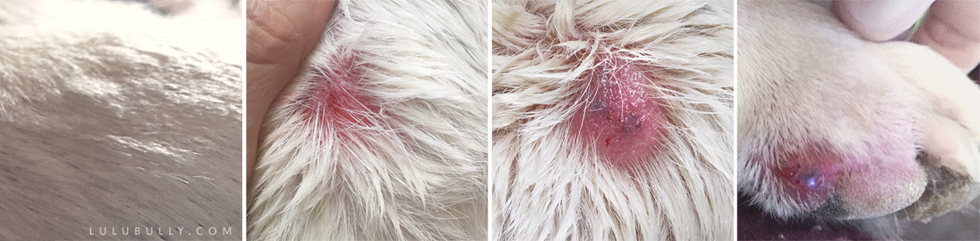 Pyoderma progression in bull terriers