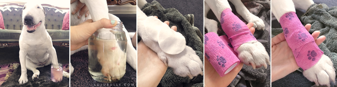 Pyoderma treatment results