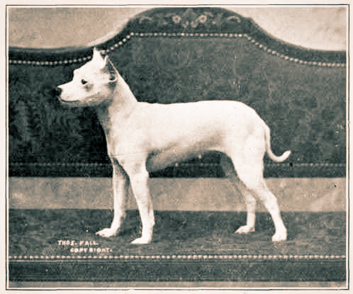 English White Terrier, 1800s