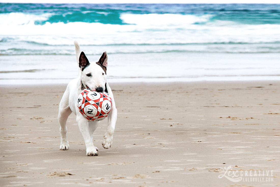 Luie PointDanger Beach Jan5 2015 7987 1100px WM