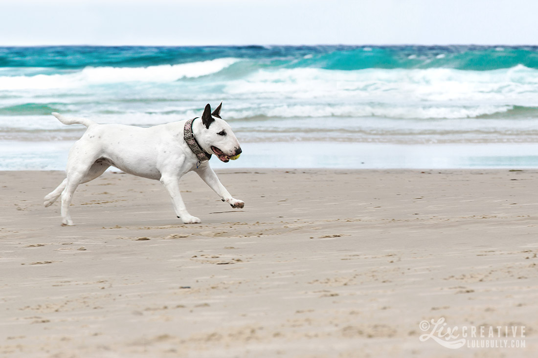 Luie PointDanger Beach Jan5 2015 8022 1100px WM