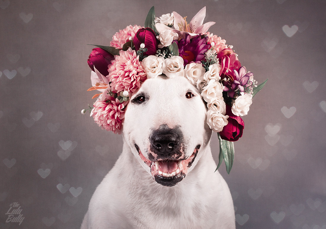 Lulu Bull Terrier Queen of Hearts 2015 1100px WM 1