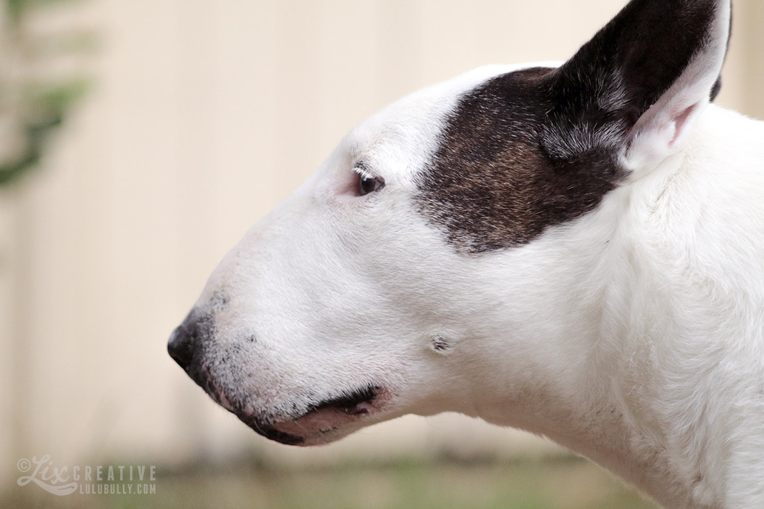 Lulu Flower Girl 80D Test 0488 1100px WM