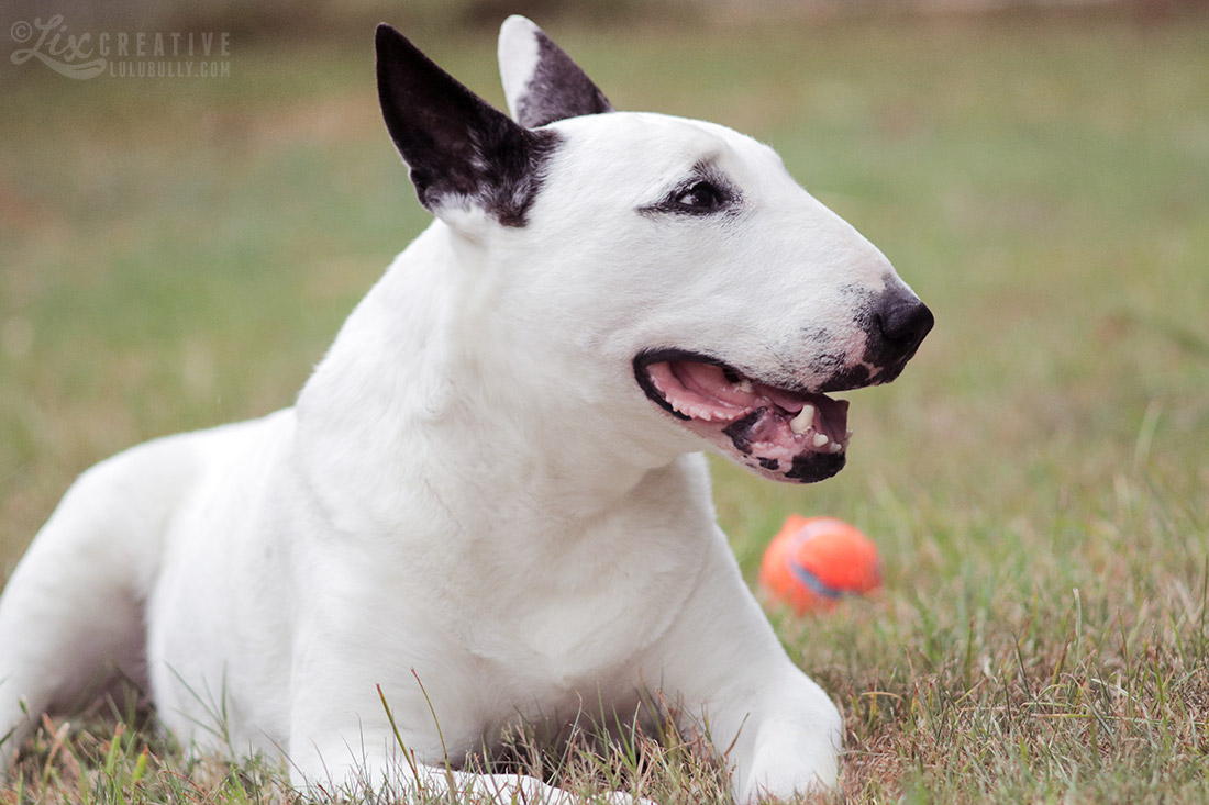 Lulu Flower Girl 80D Test 0494 1100px WM