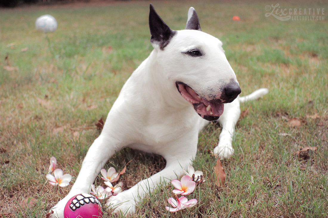 Lulu Flower Girl 80D Test 0515 1100px WM