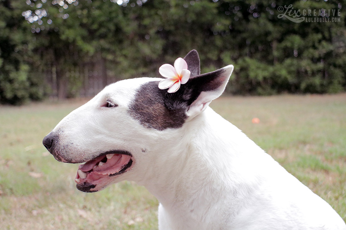 Lulu Flower Girl 80D Test 0525 1100px WM