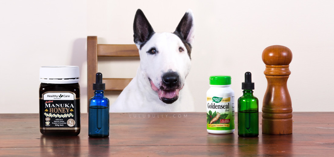 Happy eyes - eye care for bull terriers