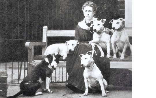 Mrs Boldero, President of the Bull Terrier Club of England, 1919