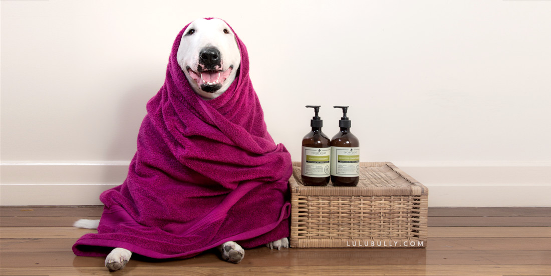 Lulu Bully - Healthy Bull Terrier Skin - Natural treatment for skin sores, hotspots