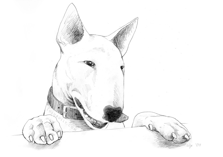 'Feet on The Table' bull terrier pencil sketch by Lix North, 2004